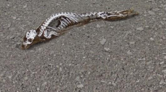 Кадры со скелетом динозавра в Антарктиде опубликовали в интернете