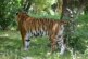 В Китае в приюте для животных из костей амурского тигра варили вино