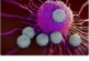 В России создают тест на определение Т-клеточного иммунитета к коронавирусу