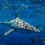 Момент нападения акулы на туристку в Египте показали в Сети