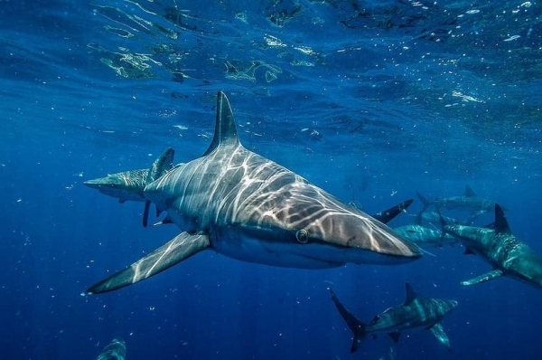 Момент нападения акулы на туристку в Египте показали в Сети
