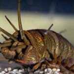 Палеонтологи восстановили облик гигантского хищного червя