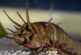 Палеонтологи восстановили облик гигантского хищного червя