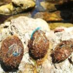 Прибрежные водоросли сами научились вылавливать пластик из морей