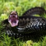 Российские ученые нашли компонент змеиного яда, блокирующий коронавирус