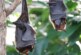 Ученые из Уханя признались, что были покусаны зараженными летучими мышами