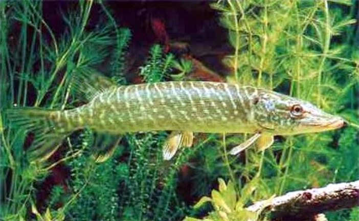 В США рыболовы поймали щуку длиной 1,3 метра
