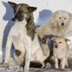 Зверское убийство собак в Подмосковье: животных расстреляли из ружья
