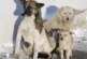 Зверское убийство собак в Подмосковье: животных расстреляли из ружья