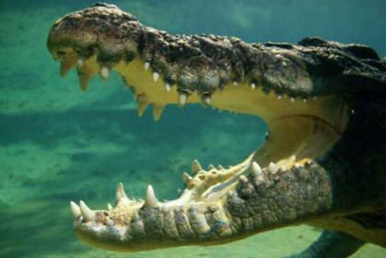 Гигантский крокодил вылез из океана и съел двух акул на глазах у рыбаков