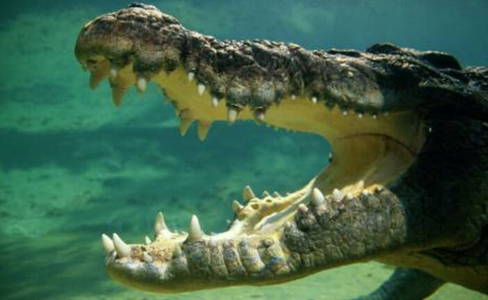 Гигантский крокодил вылез из океана и съел двух акул на глазах у рыбаков