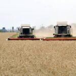 Новый механизм регулировки цен на зерно оценили экономисты