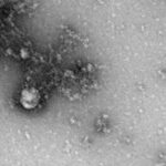 Ученые объяснили, чем опасен «британский» штамм коронавируса