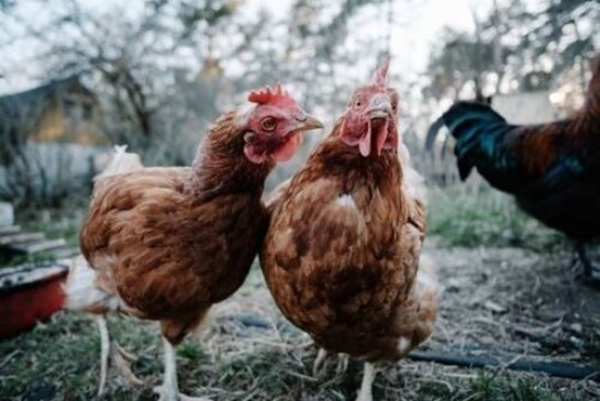Минсельхоз прокомментировал данные о росте цен на яйца и птицу