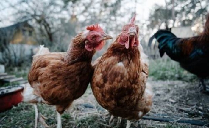 Минсельхоз прокомментировал данные о росте цен на яйца и птицу
