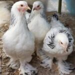 В России зафиксированы первые в мире случаи заражения птичьим гриппом H5N8