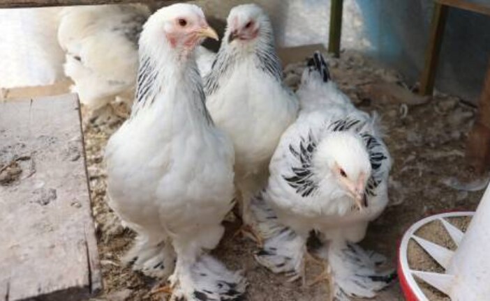 В России зафиксированы первые в мире случаи заражения птичьим гриппом H5N8