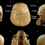 Археологи раскрыли тайну черепа из итальянской пещеры