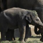 Тело, как улика: ученые изучают жизнь слонов по шерстинке с хвоста