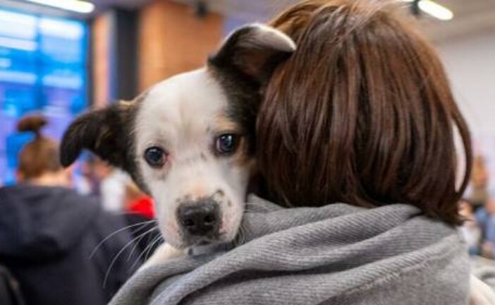 В Москве пройдет Благотворительный фестиваль «Собаки, которые любят»