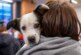 В Москве пройдет Благотворительный фестиваль «Собаки, которые любят»