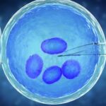 Ученые создали эмбрион из клеток кожи человека. Это настоящий зародыш?