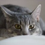 Кот спас годовалую девочку от голодной смерти в Москве
