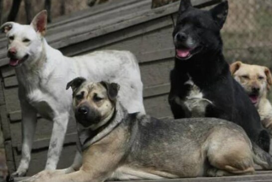 В Госдуме предложили умертвлять отловленных на улицах собак