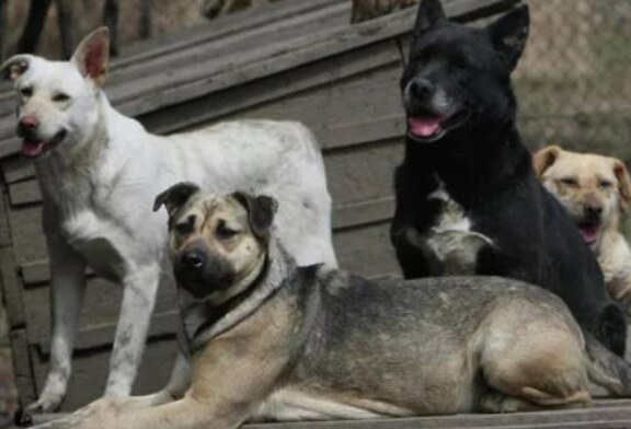 В Госдуме предложили умертвлять отловленных на улицах собак