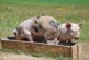 В распространении коронавируса обвинили заболевших свиней