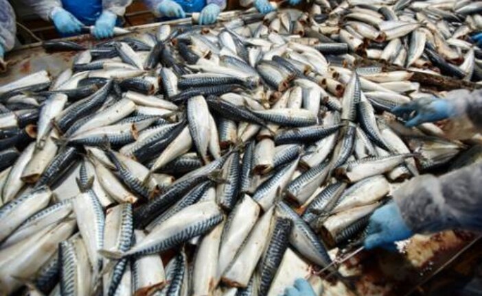 Самая дешевая рыба в России станет дороже из-за новых таможенных правил
