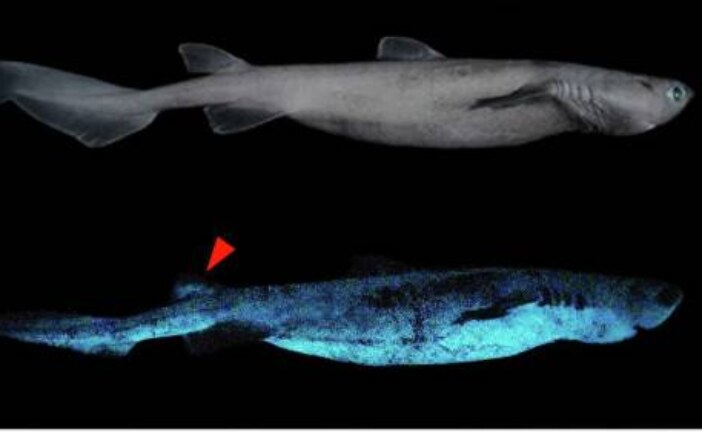 Ученые нашли самую большую светящуюся акулу