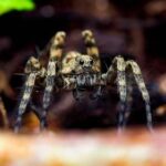 Биолог объяснил появление мифа о съеденных во сне пауках