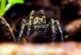 Биолог объяснил появление мифа о съеденных во сне пауках