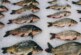 Завышение цен на рыбу не остановились даже в пост