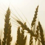 Российские экспортеры приостановили закупку пшеницы, сообщили СМИ
