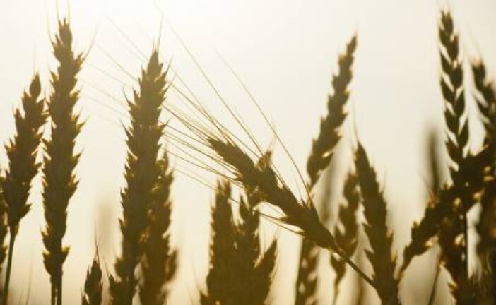 Российские экспортеры приостановили закупку пшеницы, сообщили СМИ