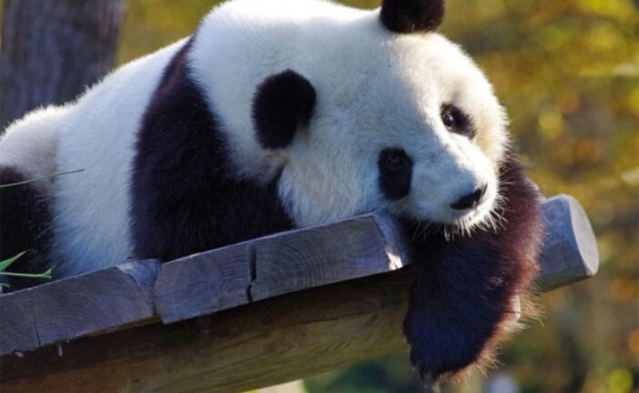 Руководителей Эдинбургского зоопарка обвинили в сексуальном насилии над китайскими пандами