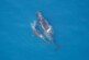 На берегу в Приморье нашли редкого китенка, погибшего от рыбацких орудий