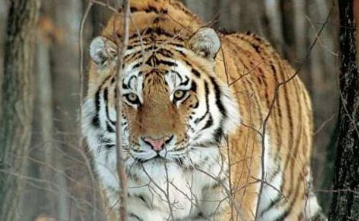 В Хабаровском крае начали проверку из-за обезглавленного тигра