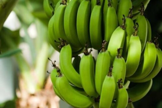 Неизлечимая болезнь уничтожила самый популярный в мире сорт бананов
