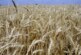 Школьники засеяли пшеницей целое поле для птиц и чиновников