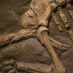 Мексиканские ученые обнаружили новый вид динозавра