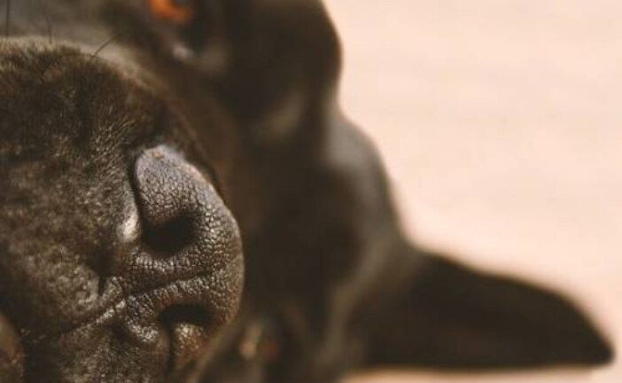 Исследование: собаки обнаружили коронавирус лучше, чем экспресс-тесты
