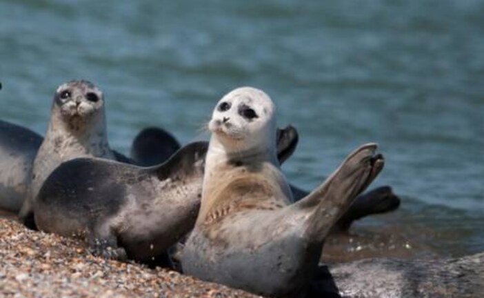 Гибель тюленей в Дагестане привела ученых в замешательство