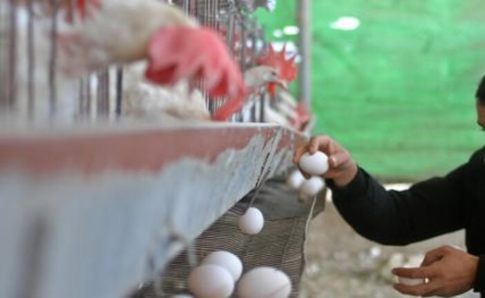 Власть собирается ударить дачников штрафами по яйцам