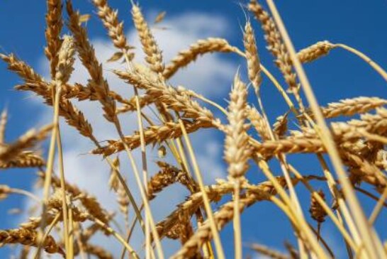 В США ждут, что в России будет один из лучших урожаев пшеницы в истории