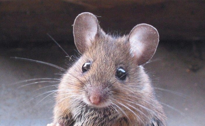 В Австралии сообщили о нашествии мышей-каннибалов