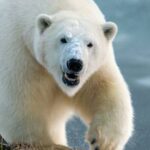 В Хабаровске выясняют причины смерти молодого медведя в зоосаде
