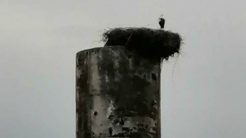 Под Калининградом снесли водонапорную башню вместе с гнездом аиста